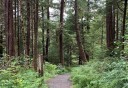 Photo of forest trail